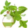 Menta