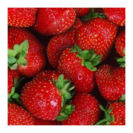 Frutilla